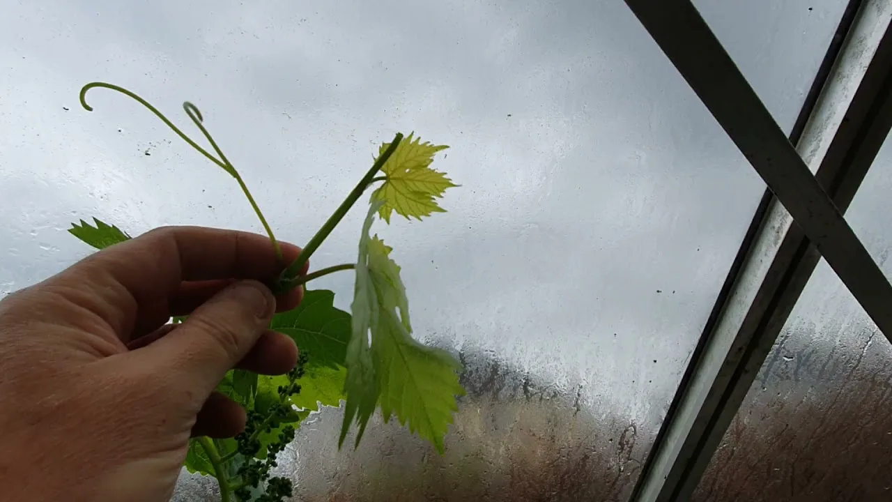 qanopee : le futur des vignobles de champagne, bourgogne et beaujolais se cultive sous une serre innovante !