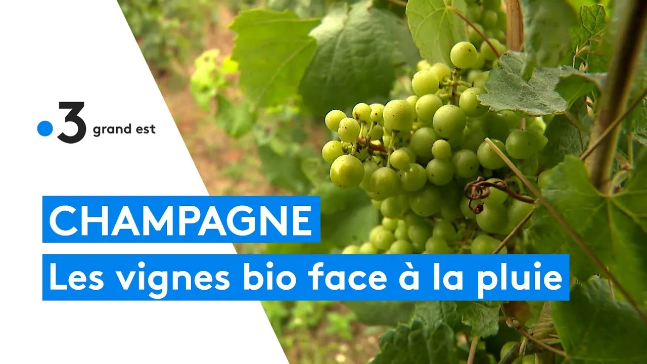 champagne : les vignes bio se protègent face à la pluie en prévision des vendanges
