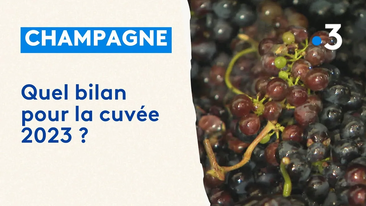 champagne : bilan des vendanges 2023