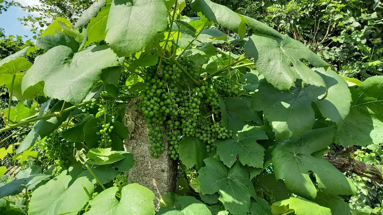 champagne secrets : comment les pépins de raisin deviennent du biocarburant et des antioxydants
